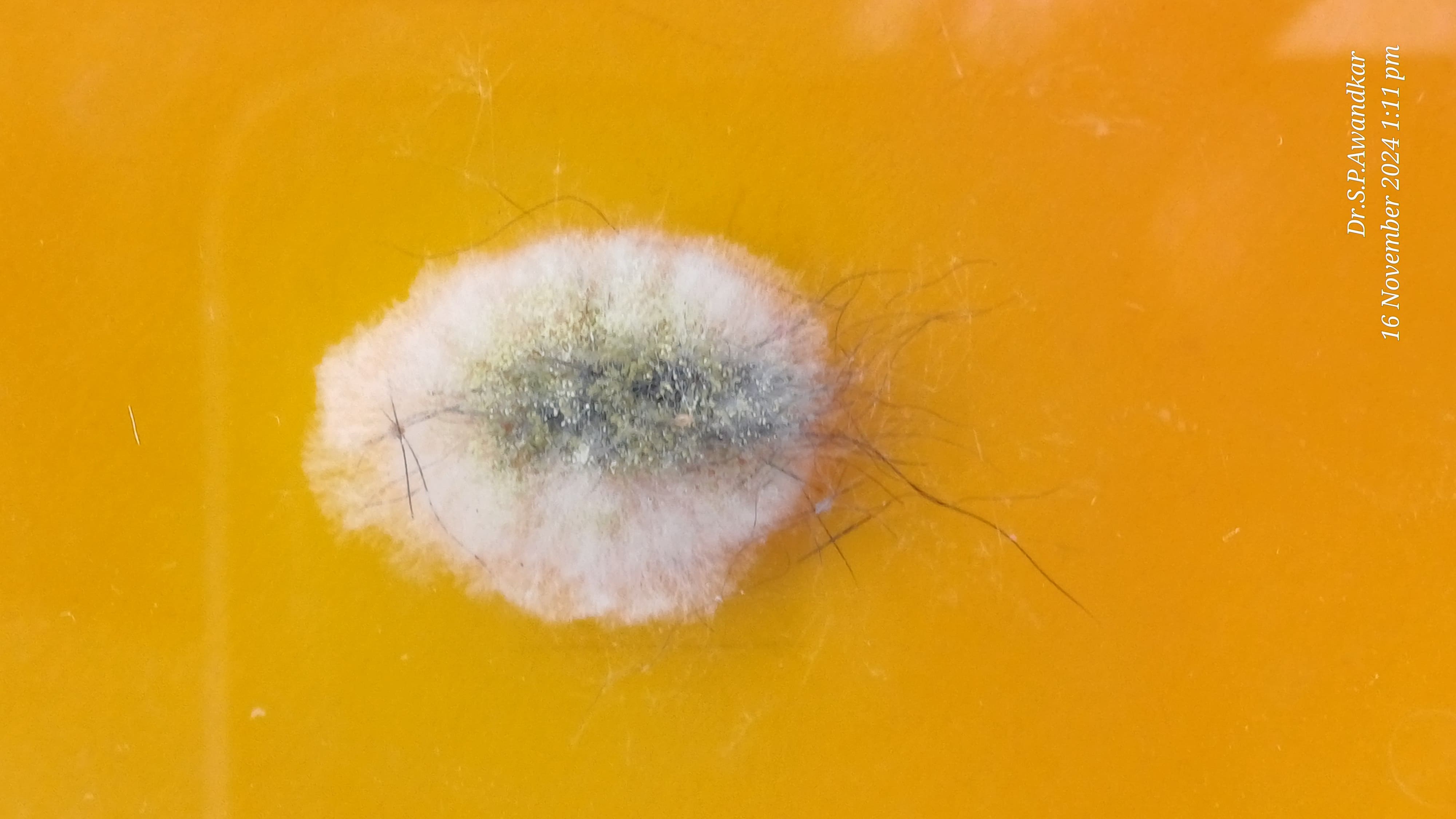 28. Microsporum Nanum (2)